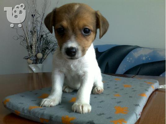 PoulaTo: Τζακ Ράσελ Τεριέ - 380 euro